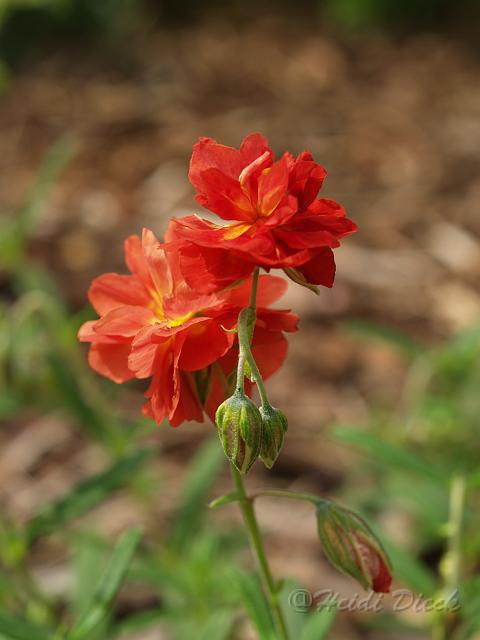Helianthemum Cerice Queen_1.JPG